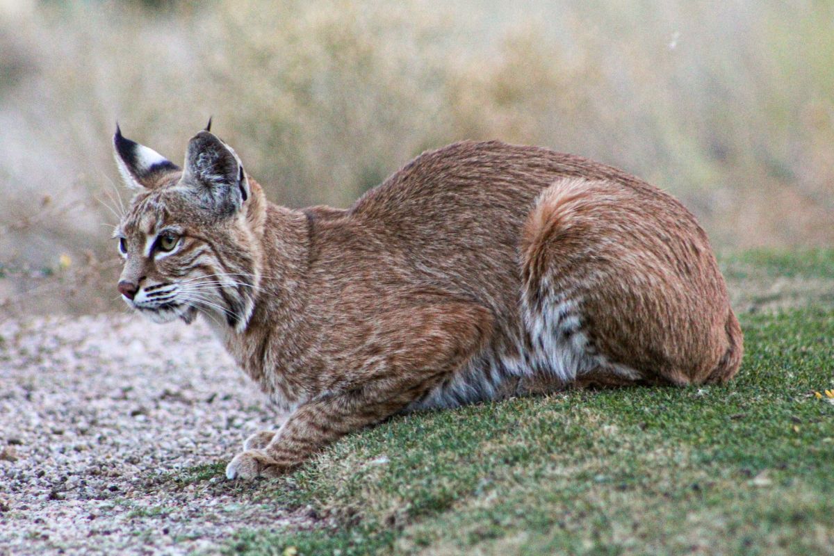 Bobcat