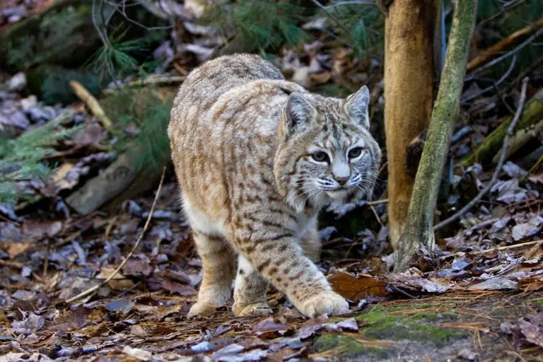 Bobcats: Everything You Need To Know About Bobcats - Tiger Tribe