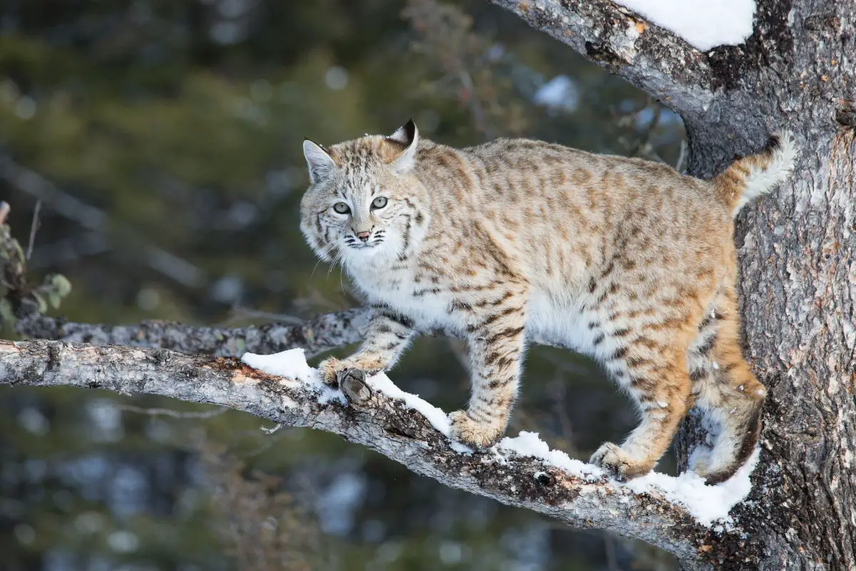 Bobcat