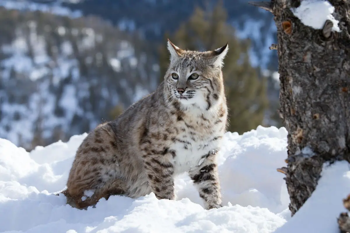 25 Facts About Bobcats