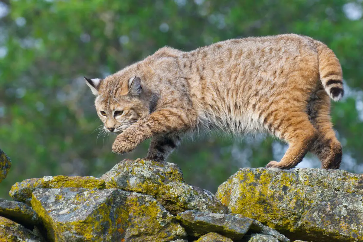 Bobcat