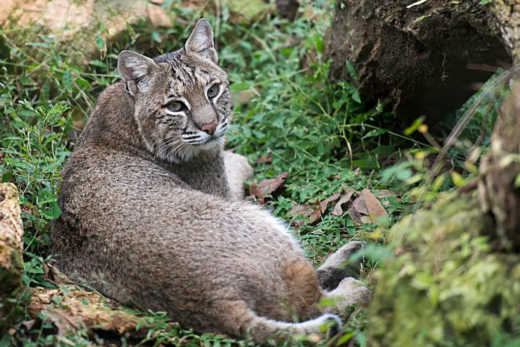 Bobcat Vs Panther: The Main Differences - Tiger Tribe