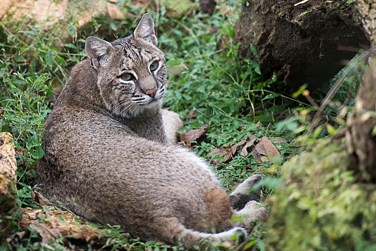 Bobcat