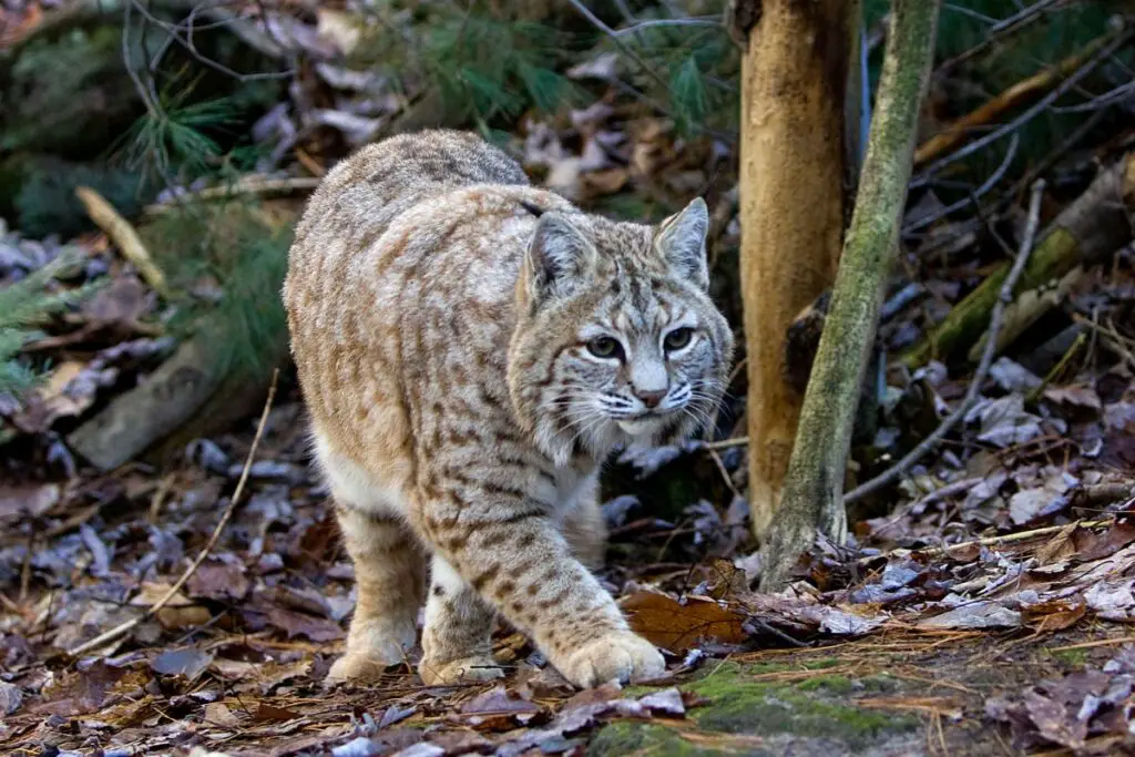 Bobcat