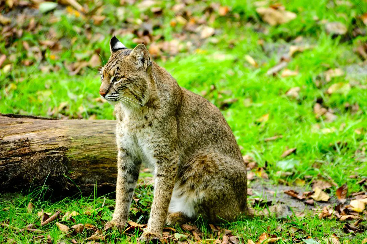 Bobcat