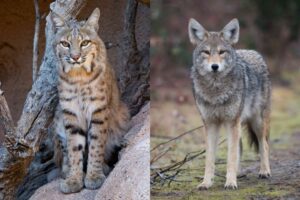 Read more about the article Bobcat Vs Coyote: The Main Differences