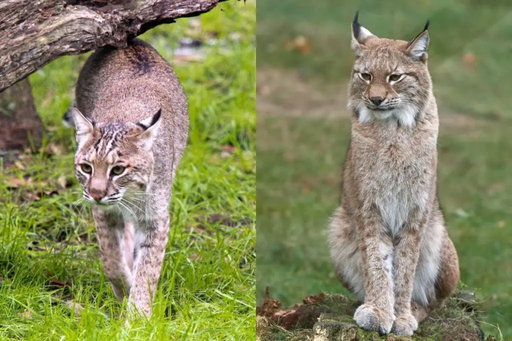 Bobcat Vs Lynx The Main Differences Simplified Tiger Tribe
