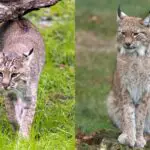 Bobcat Vs Lynx: The Main Differences