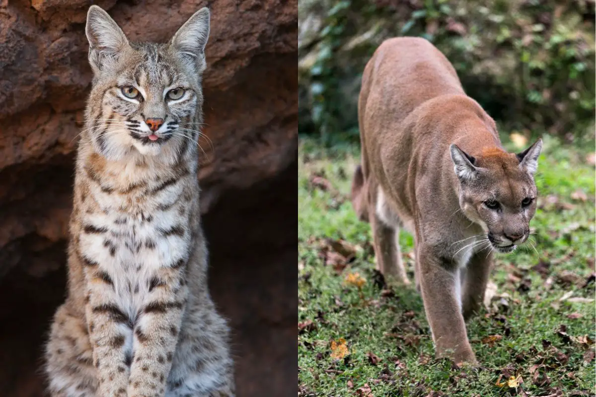 Bobcat Vs Panther