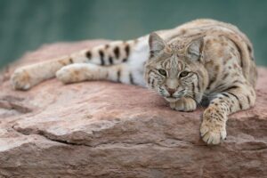 Read more about the article Bobcats: Everything You Need To Know About Bobcats