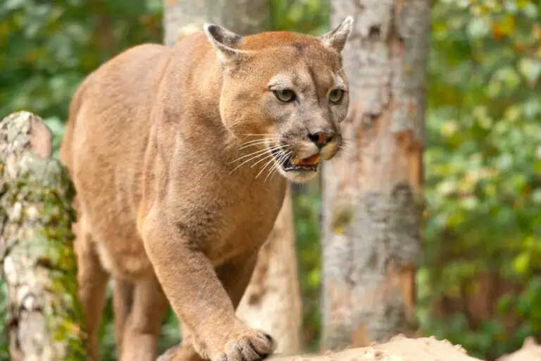 Cougar vs. Mountain Lion: One Cat, Many Names