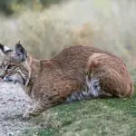 Cougar Vs Bobcat