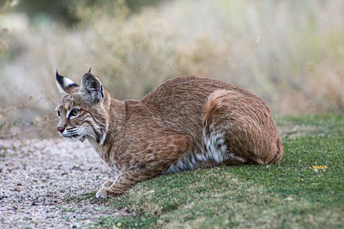 You are currently viewing 5 Tips for Successful Bobcat Hunting in Florida