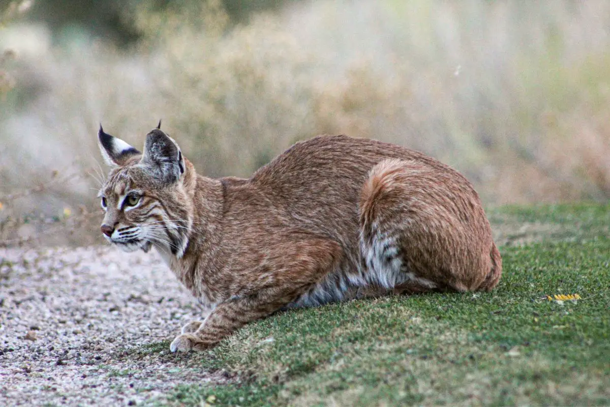 Cougar Vs Bobcat