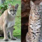 Cougar Vs Bobcat: The Main Differences