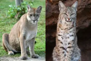 Read more about the article Cougar Vs Bobcat: The Main Differences