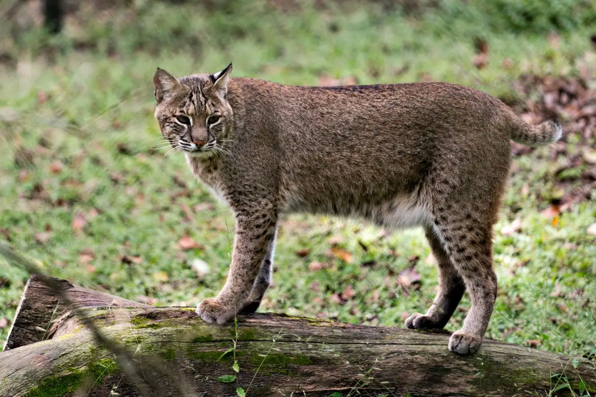 Cougar Vs Bobcat