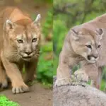 Cougar Vs Mountain Lion: The Main Differences