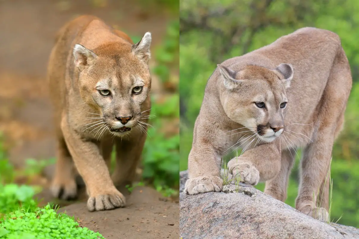 lion vs mountain lion speed Bobcat vs mountain lion: what’s the ...