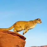 The Ultimate Mountain Lion Hunting Guide for Utah