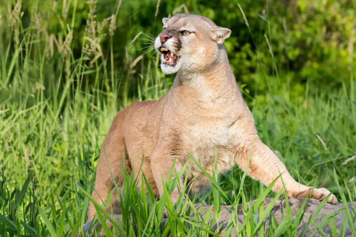 Do Mountain Lions Attack People? Read This!
