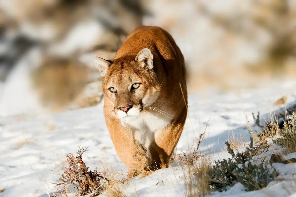 Do Mountain Lions Attack People? Read This!
