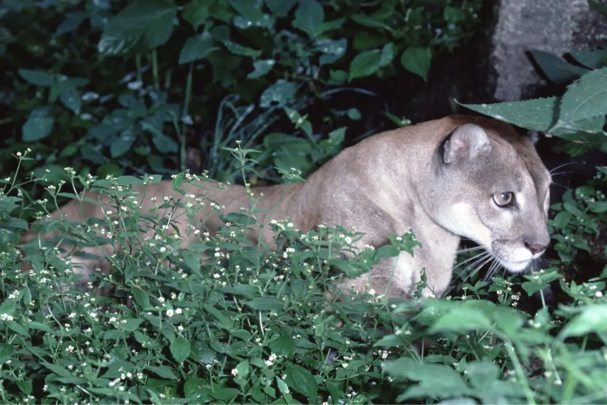 Eastern cougar