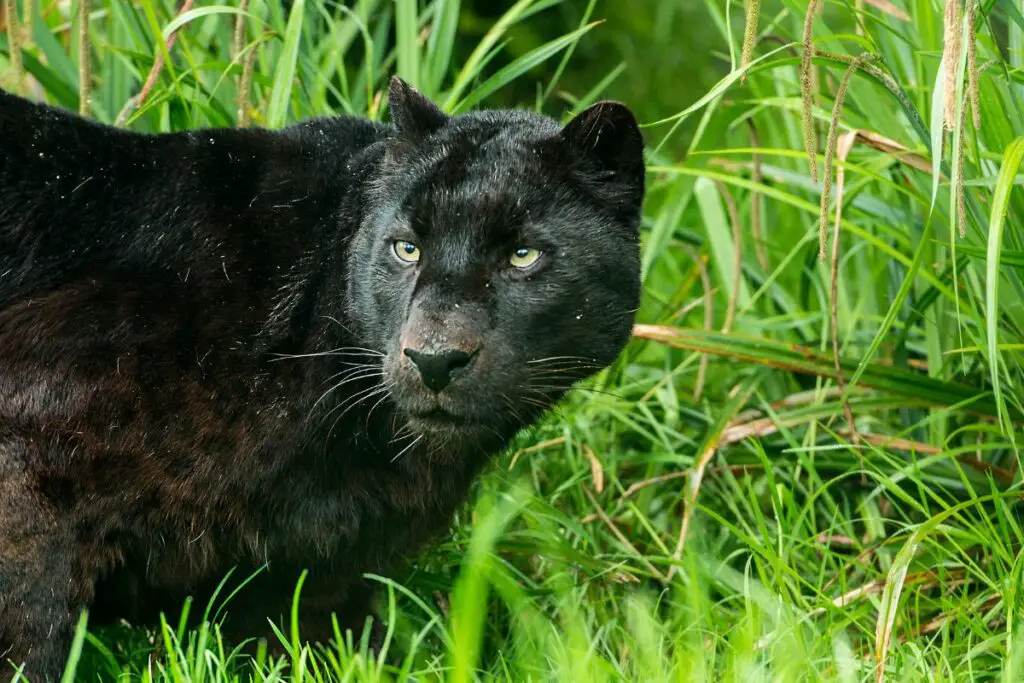 Everything You Need To Know - black Leopard (1)