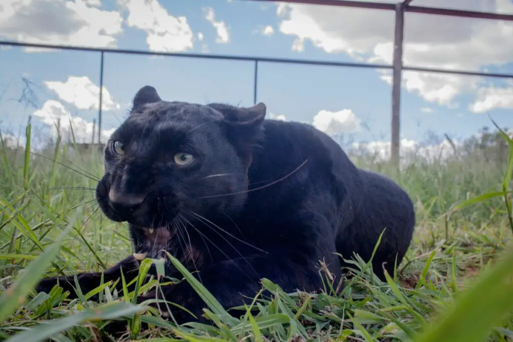 Everything You Need To Know - black Leopard