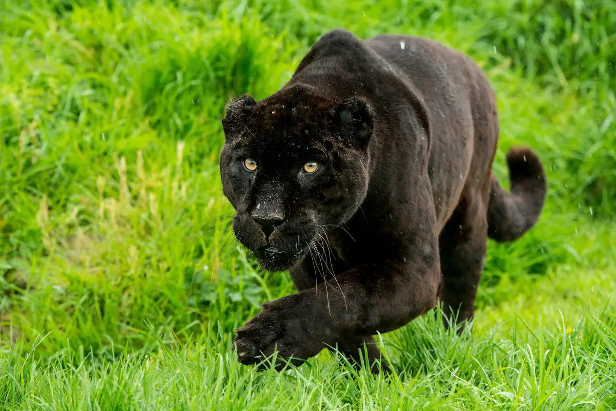 Everything You Need To Know - black jaguars