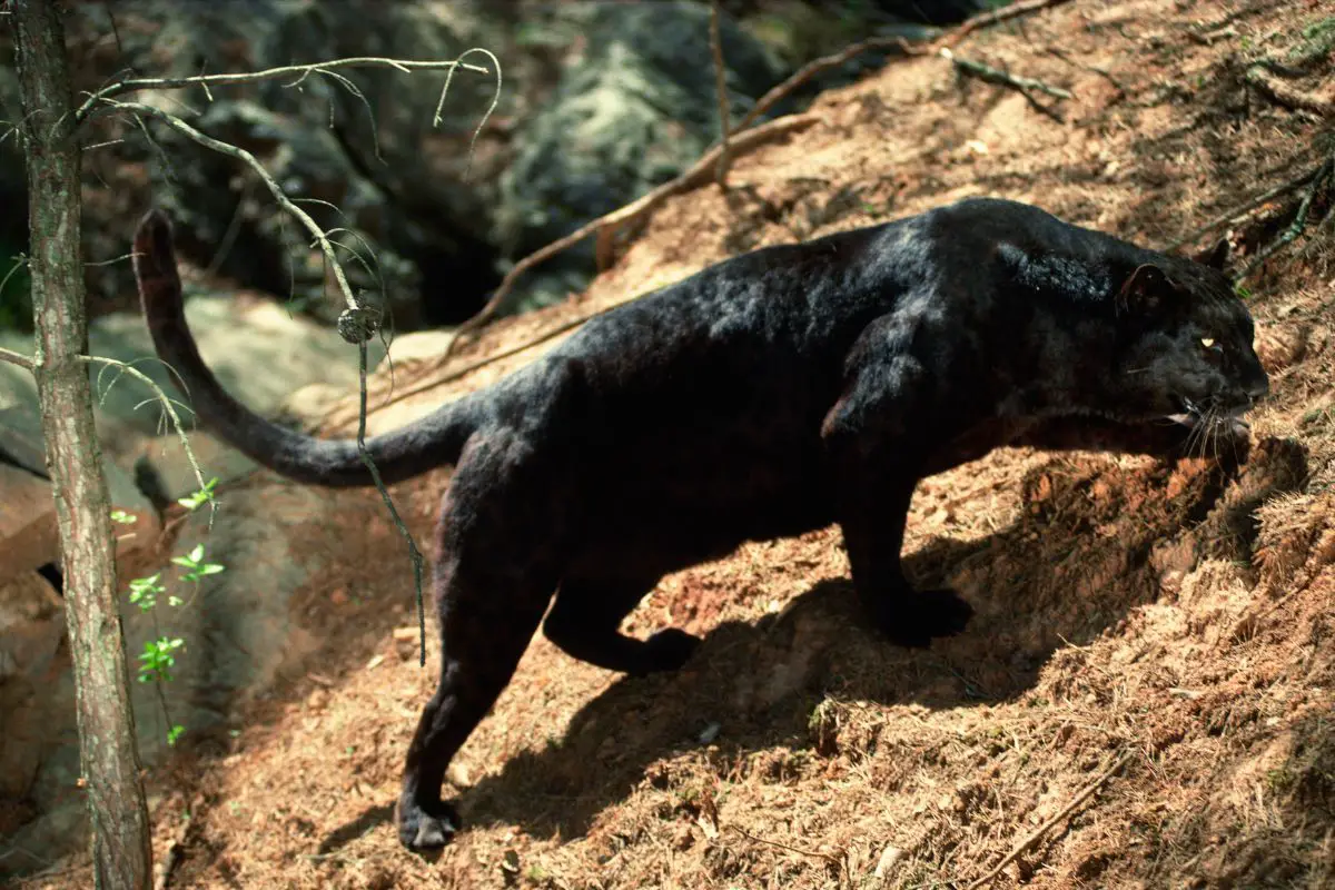 The Unexpected Danger Of Panthers What You Need To Know - gnipvfw
