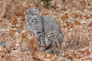 Read more about the article Bobcats: Big or Small? A Look at the Size of These Mysterious Cats