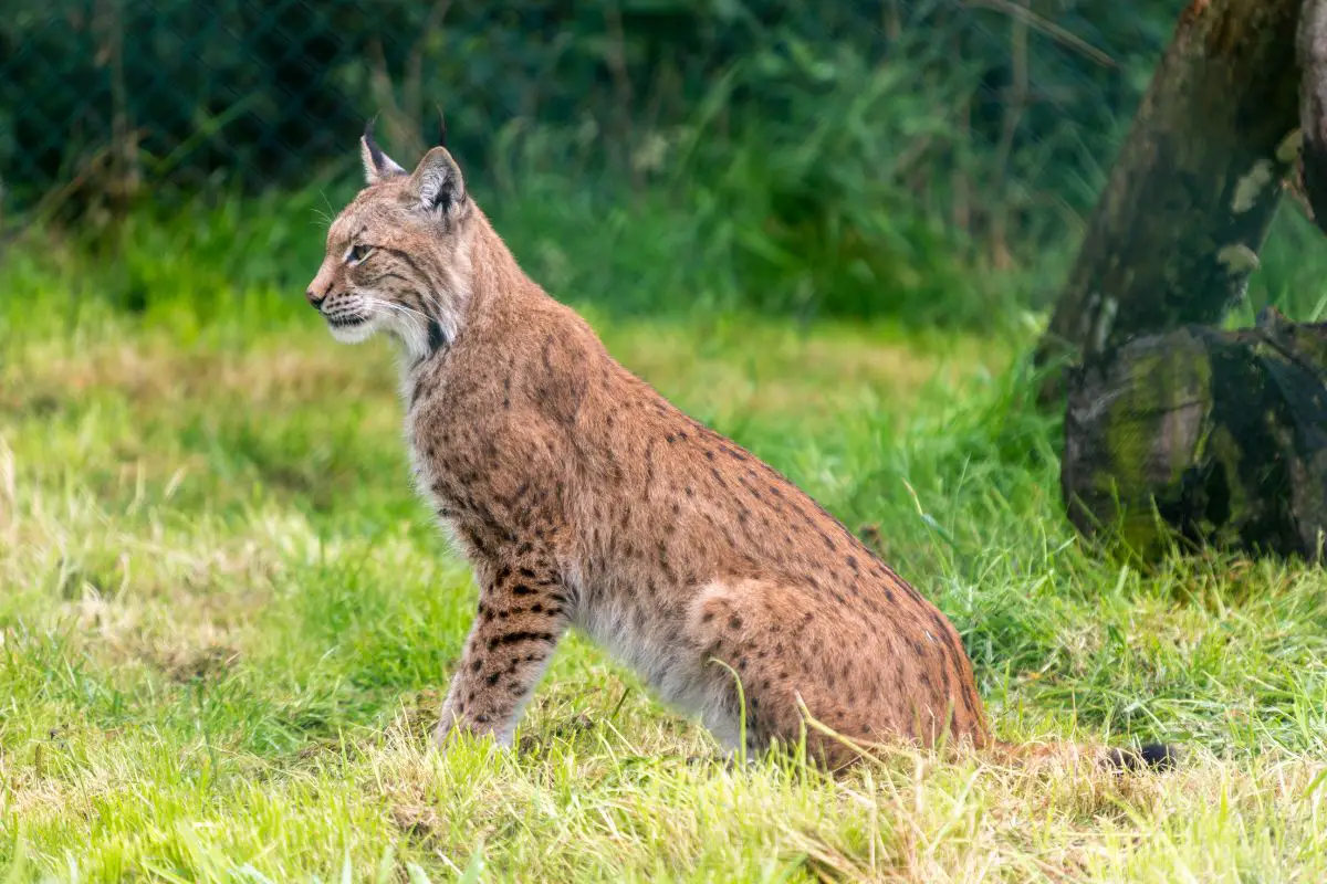 How Big Are Bobcats