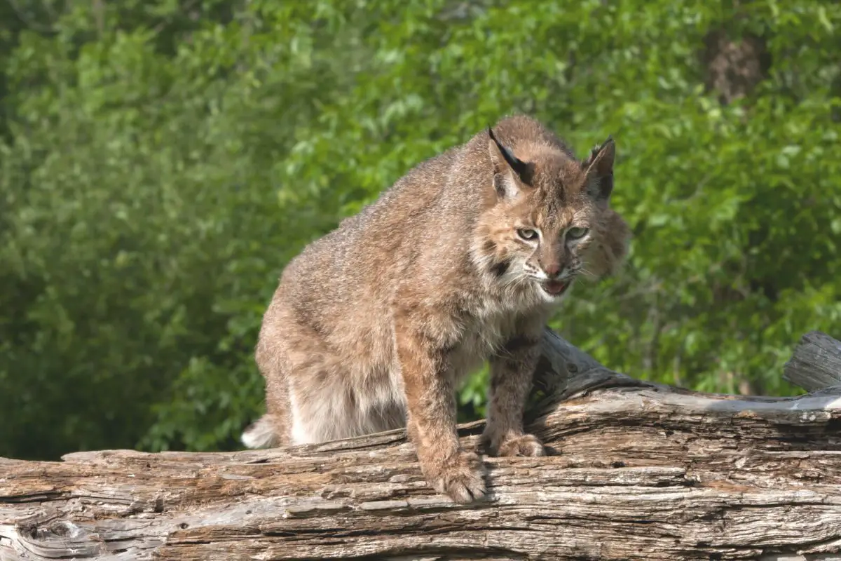 How Big Are Bobcats