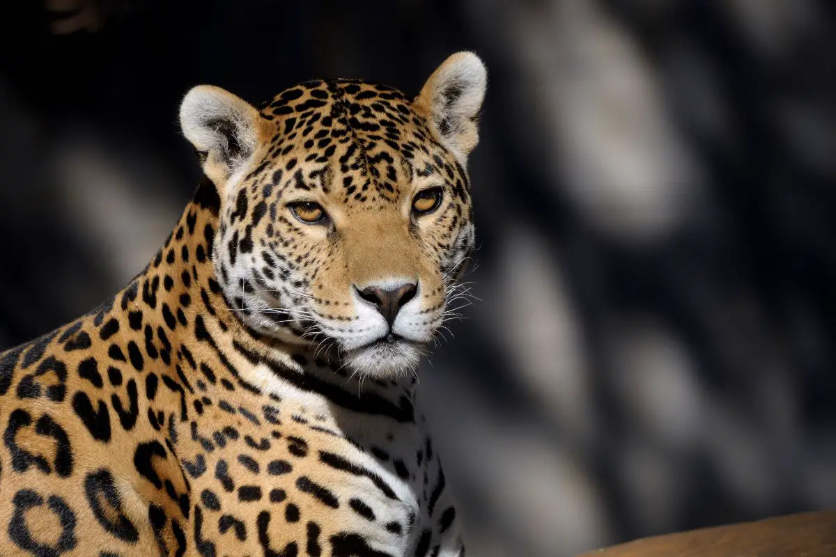 Jaguar vs Mountain Lion: The Main Differences