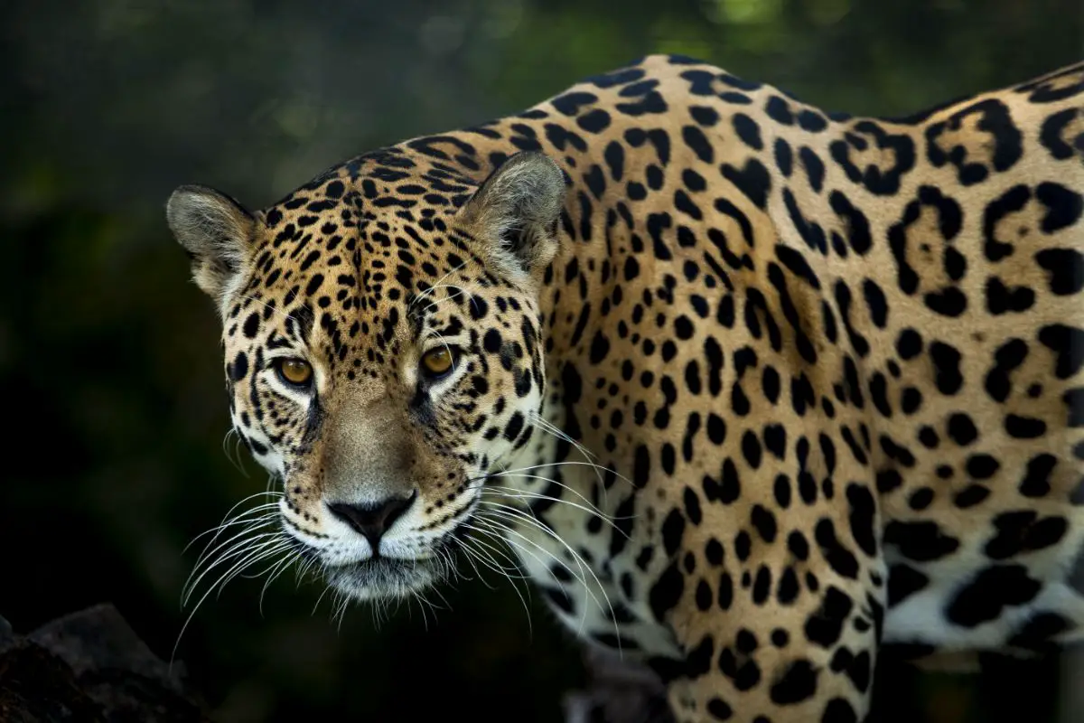 Jaguar vs Mountain Lion: The Main Differences