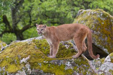 Puma Vs Mountain Lion: The Main Differences - Tiger Tribe