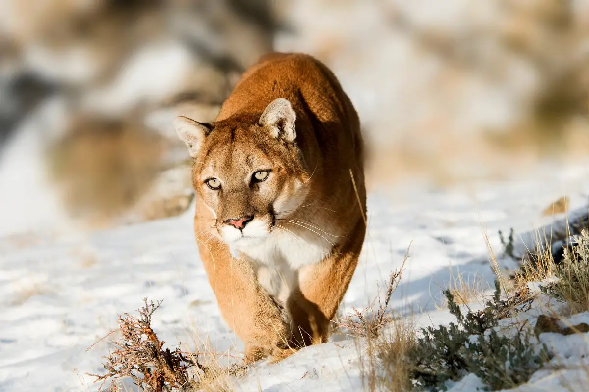 Mountain Lion Hunting