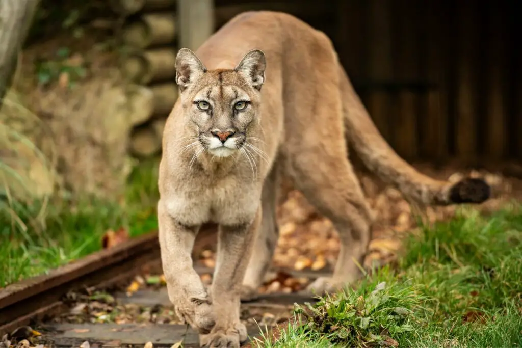 Mountain Lion Size Comparison: How Do They Compare? - Tiger Tribe