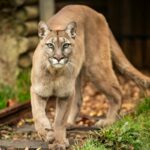 Mountain-Lion-Size-Comparison-How-Do-They-Compare