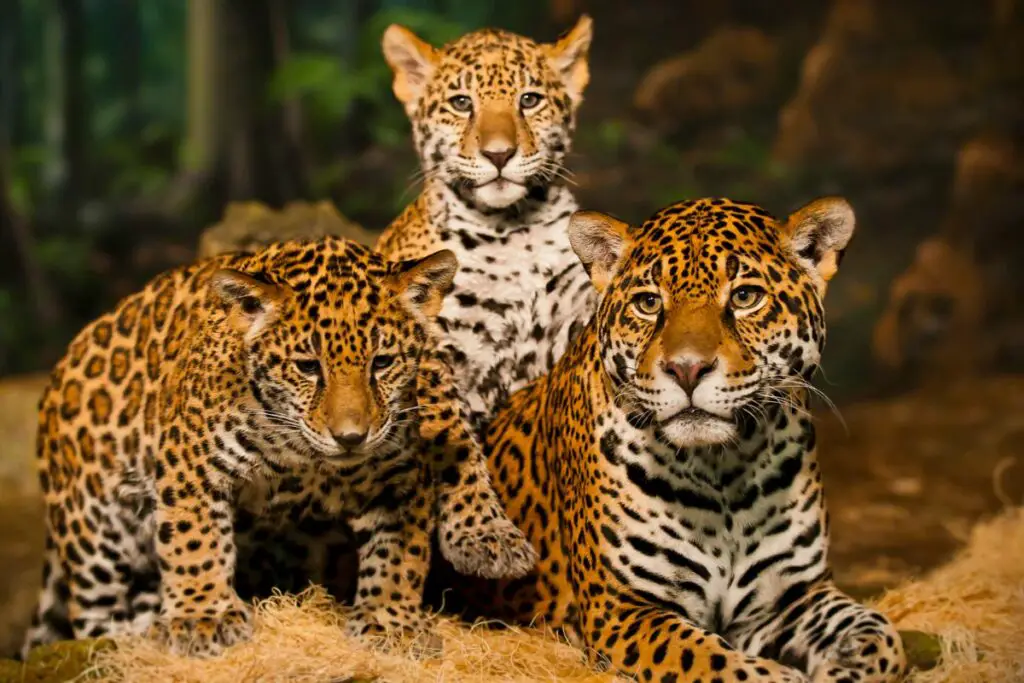cheetahs family