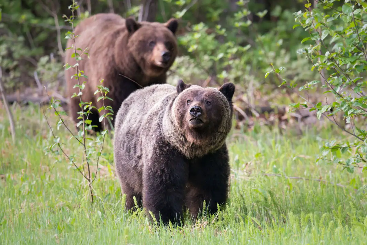 Bear Vs Mountain Lion