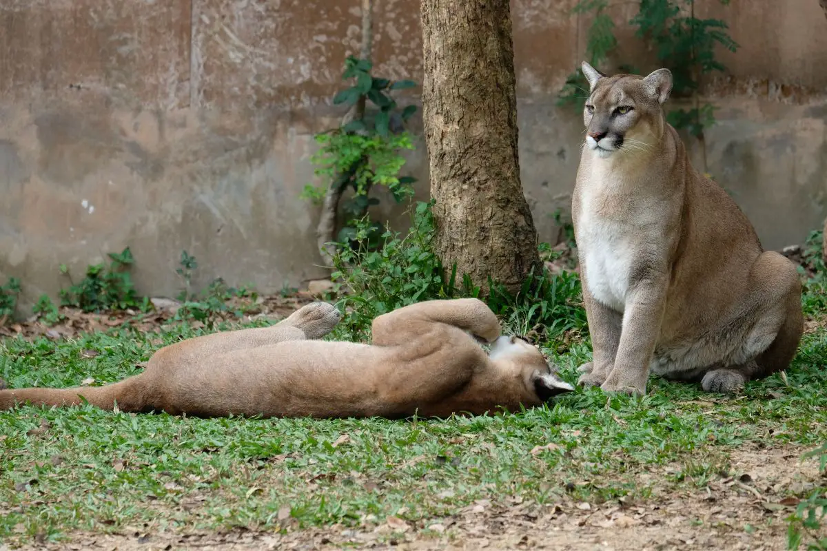 Mountain Lion Vs Bear: The Main Differences
