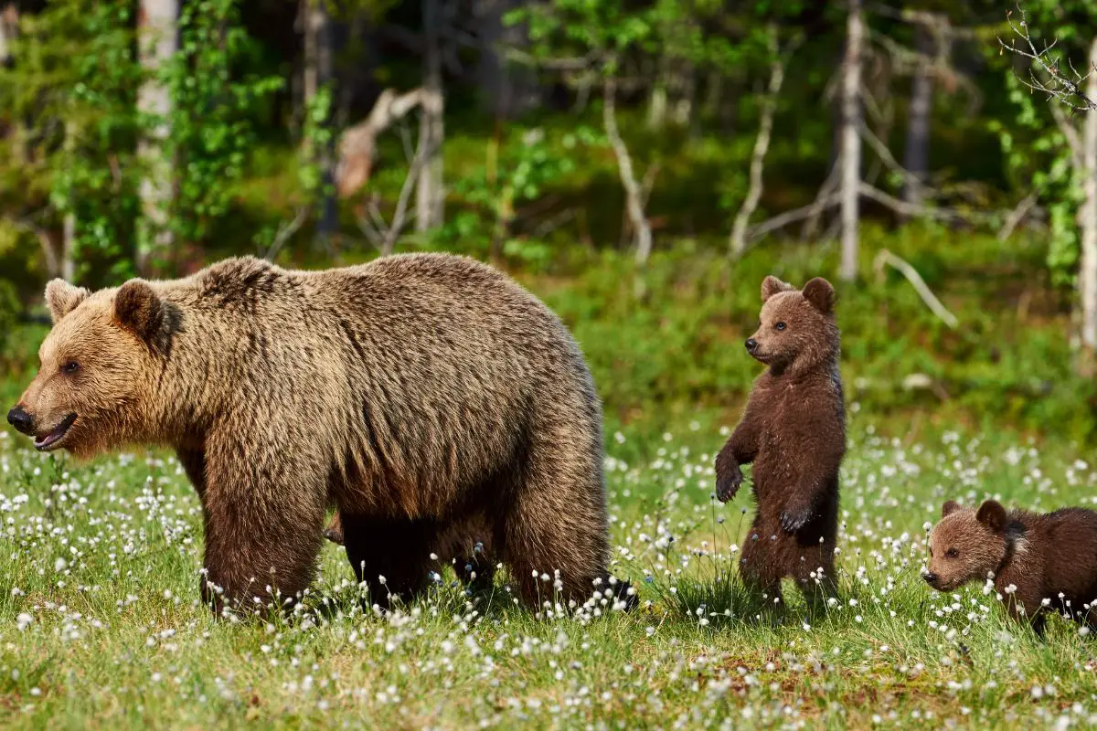 Mountain Lion Vs Bear: The Main Differences
