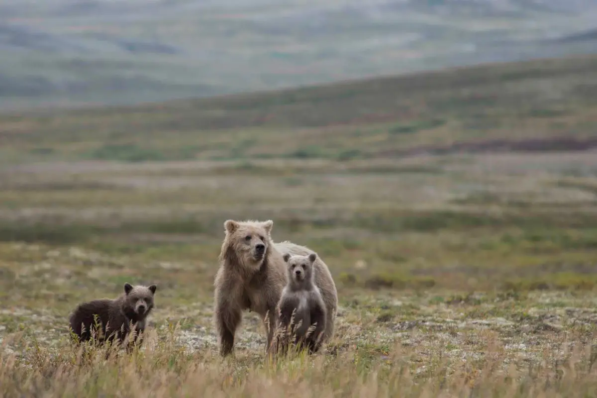 Read more about the article Hard To Kill: Here’s Why Grizzly Bears Are So Dang Tough