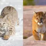 Mountain Lion Vs Bobcat