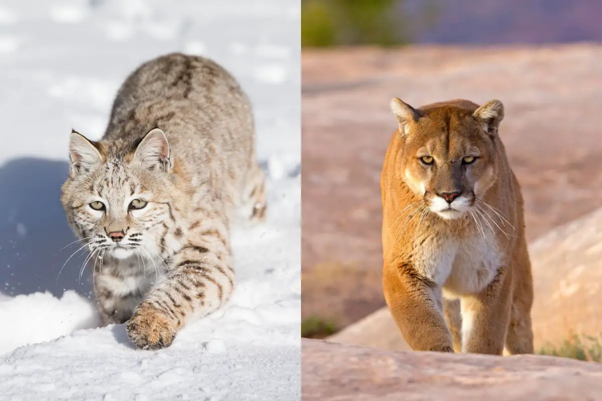 Mountain Lion Vs Bobcat