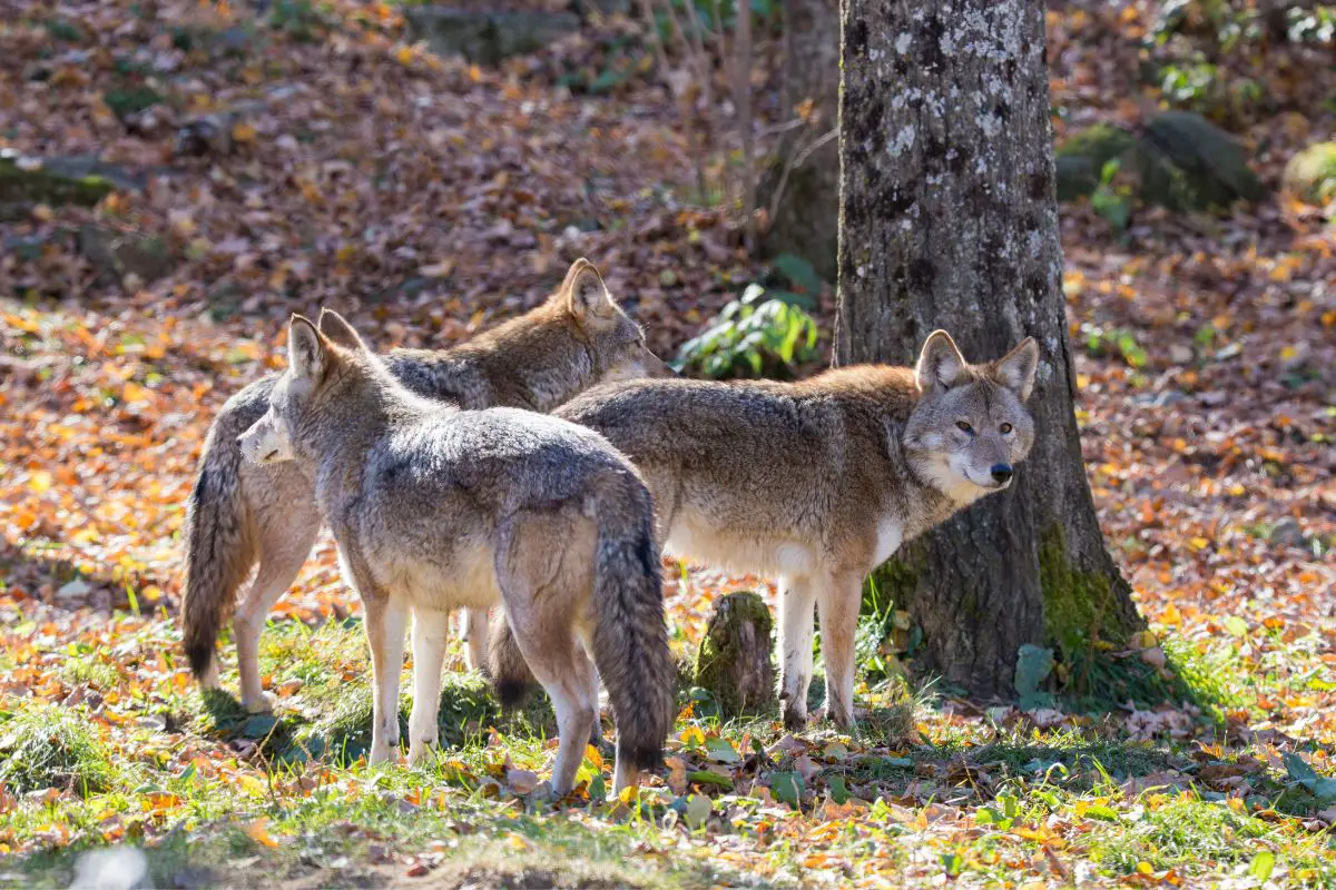 Mountain Lion Vs Coyote: The Main Differences 
