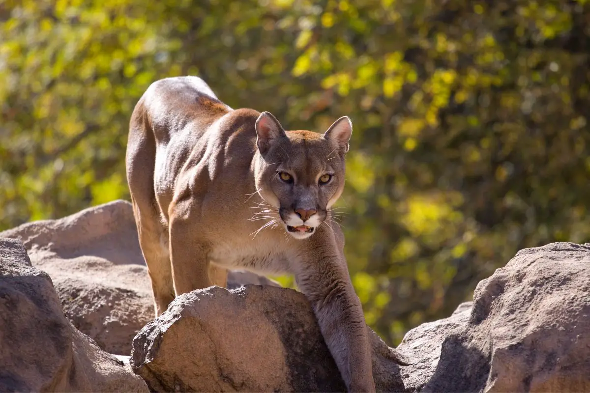 Mountain Lion Vs Coyote: The Main Differences 
