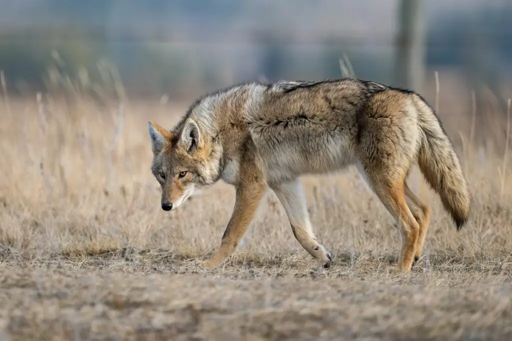 Mountain Lion Vs Coyote: The Main Differences - Tiger Tribe